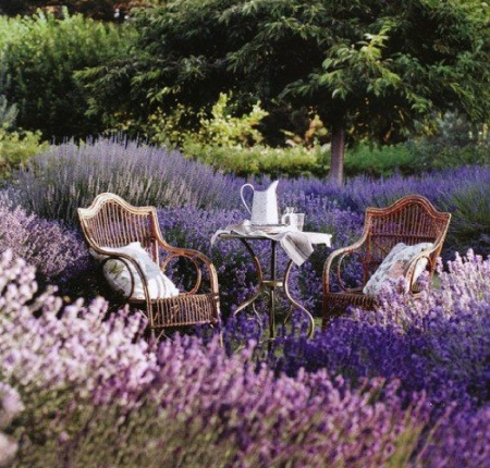 tea time  in lavender garden - flowers, tea, lavande, garden