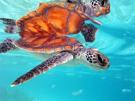 Marine Honu Turtle Bora Bora South Polynesia - pacific, water, underwater, polynesia, honu, bora bora, lagoon, south, marine, swim, ocean, islands, turtle, blue, island, leatherback, sea, dive, tahiti