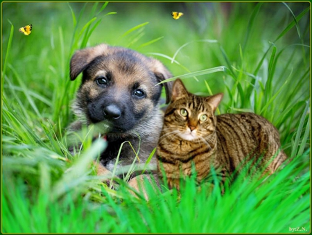 cat and dog - grass, buttterflies, cat, dog