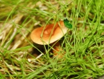 *** Forest mushrooms ***