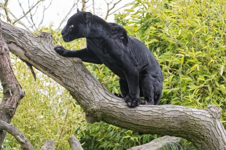 *** Plack panter *** - panter, animal, animals, black