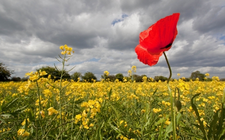 *** Alone in the meadow *** - nature, flowers, meadow, flower