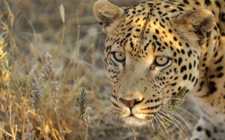 *** Leopard *** - cats, wild, animal, animals