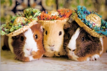 HATS OFF - HATS, FUNNY, PIGS, GUINEA