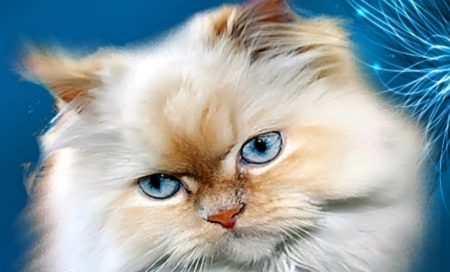 Pretty Cat - pretty, cat, beautiful, cute, kitten