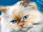 Pretty Cat