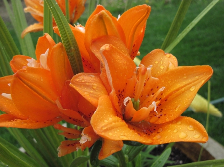 Flowers mid-summer 76 - Flowers, garden, green, photography, Lily, orange