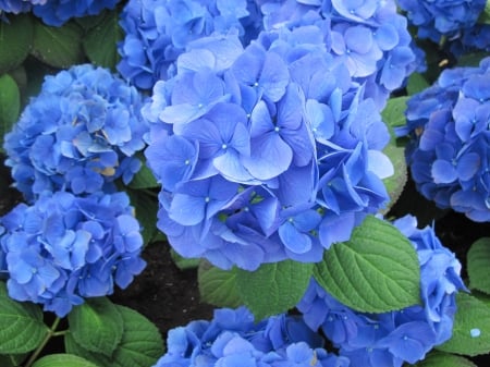 Flowers mid-summer 77 - Flowers, garden, green, photography, Hydrangeas, Blue