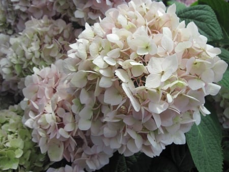 Flowers mid-summer 79 - hydrangeas, white, garden, flowers, photography, green