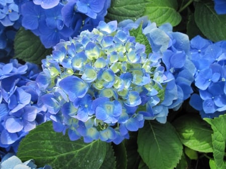 Flowers mid-summer 83 - hydrangeas, garden, flowers, photography, blue, green