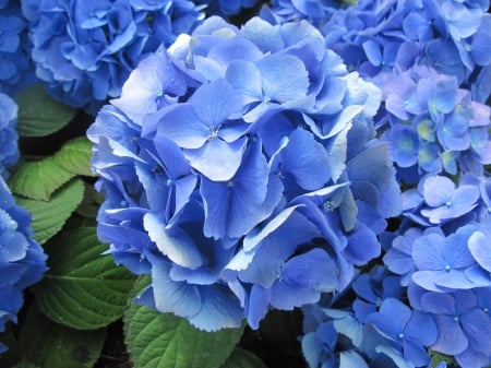 Flowers mid-summer 86 - hydrangeas, garden, flowers, photography, blue, green