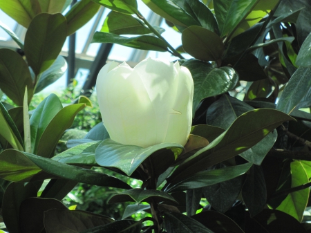 Flowers mid-summer 94 Magnolia - white, Flowers, green, photography, leaf, Magnolia