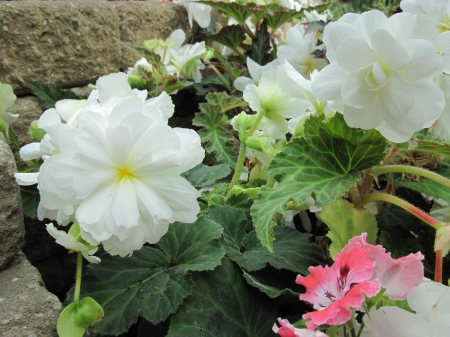 Flowers mid-summer 97 - white, pink, photography, green, flowers, garden