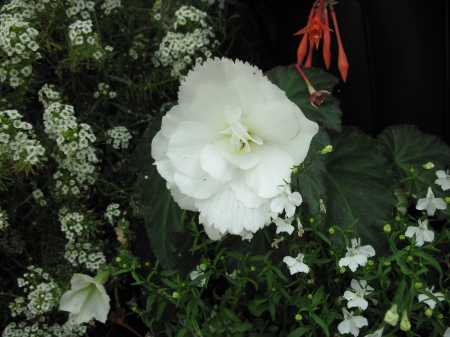 Flowers mid-summer 98 - white, garden, flowers, photography, green