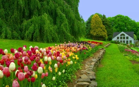 Tulips row - pretty, row, summer, grass, spring, forest, home, path, nice, cottage, house, greenery, trees, beautiful, road, lovely, freshness, colorful, tulips, nature, green