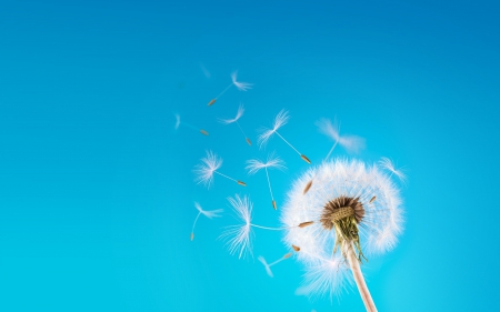 Dandelion wallpaper