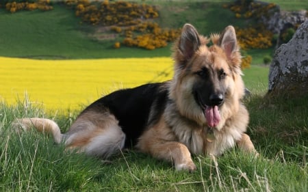 German Shepherd - watchful, resting, nature, watchdog