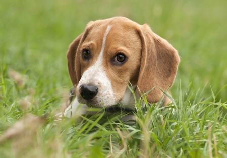 Beagle - puppy, animals, lovely, face, playful, pretty, beautiful, dogs, playful dog, sweet, cute, puppies