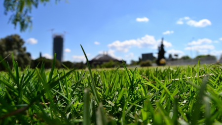 Grass - Grass, nature, green, sky