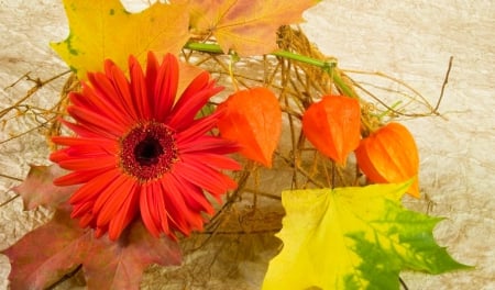 Beautiful flower - leaf, flower, petals, gerbera