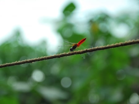 butterfly - lklj, vaisakh sanjayan, nzvzs, likhi