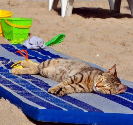 on the beach... - sleeping, beach, cat, animals, kitty