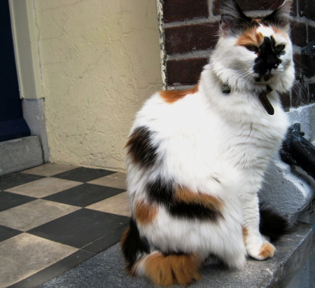 Calico cat - nature, animals, cats, photography