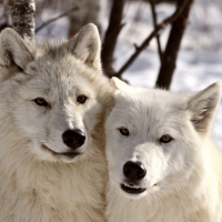 Arctic Wolves