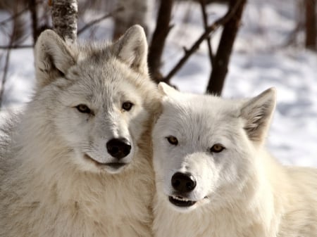 Arctic Wolves - pair, nature, wildlife, snow, winter, predators