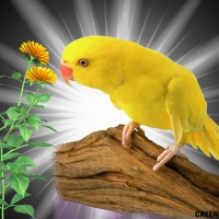 YELLOW PARROT