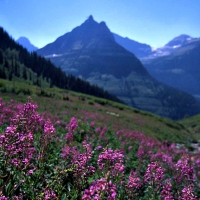Glacier National Park, Montana