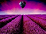 HOT AIR BALLOON over LAVENDER FIELD