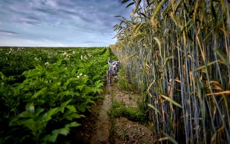 LONELY STROLL - trail, dog, animal, field, bamboo