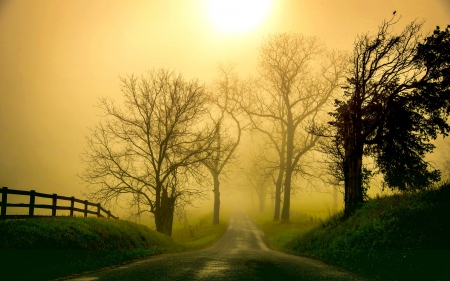 MORNING MIST - nature, morning, trees, fog, roads, mist