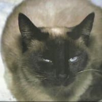 A siamese cat