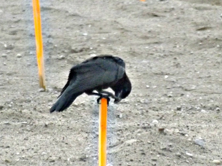 black crow preening - black, birds, crow, sand