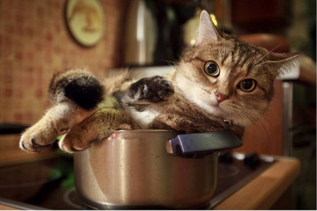 in the pot.... - cat, kitty, animals, funny, cute