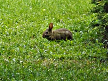 rabbit for Ellen - rabbit, green, brown, bunnies, grass