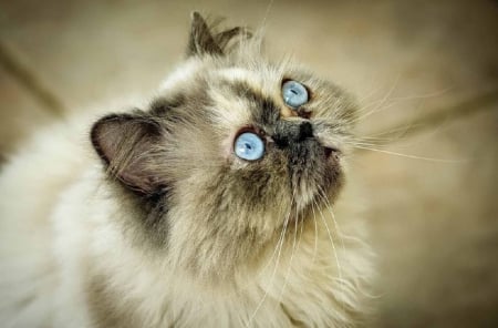 blueyes beauty - cats, kitty, animals, beauty, blueyes