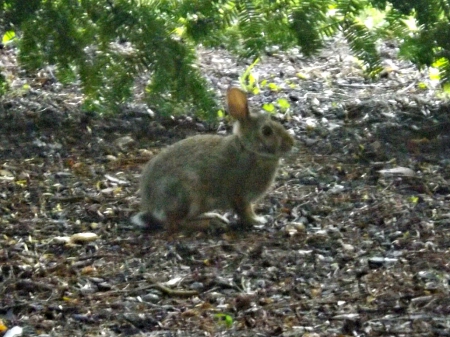 rabbit for Ellen - rabbits, brown, bunnies, green, grass