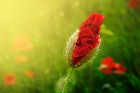 roja - nature, flower, red, beautiful