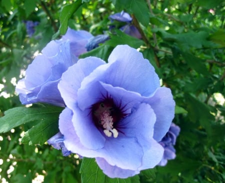 Blue - nature, photography, blue, green, flowers, flower