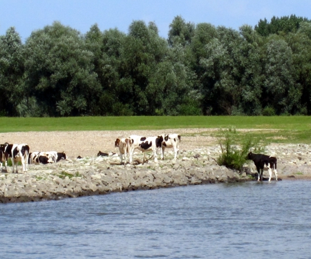 River - sunshine, sky, trees, photography, animals, water, summer, nature, cows, river, tree, grass