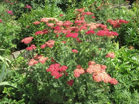 Exotic flowers at the pyramids 06 - Flowers, garden, red, green, photography