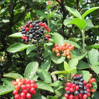 Birds fruit on trees