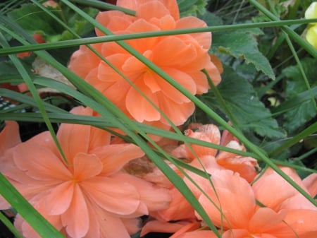 Exotic flowers at the pyramids 07 - Flowers, garden, green, photography, Orange