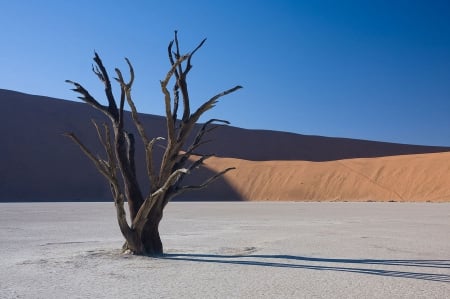 lone tree - nature, fun, tree, desert