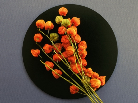 Beautiful flowers - flowers, plate, art, buds