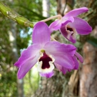 purple orchids