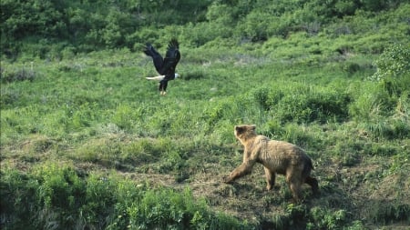 Bald Eagle and a Bear - nature, beauty, birds of prey, eagles